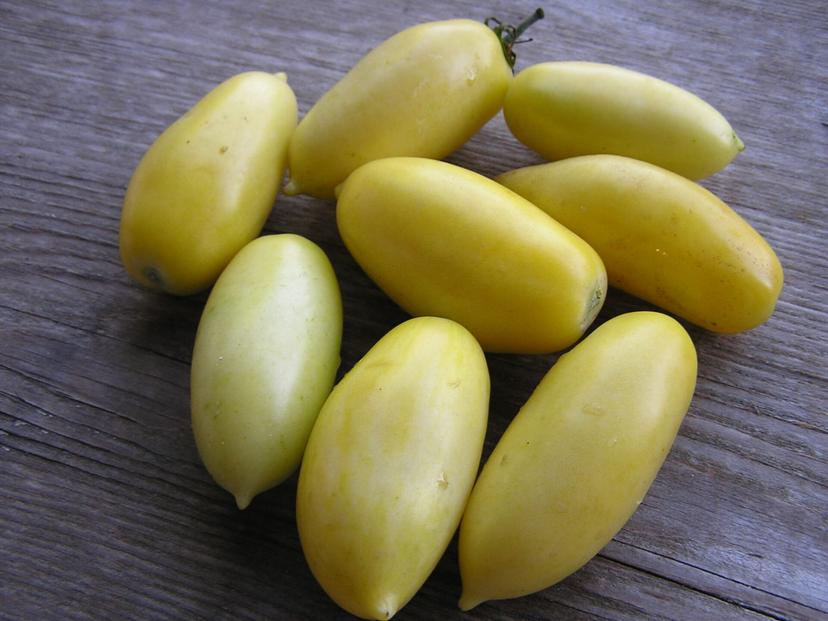 Cream Sausage - Tomat
