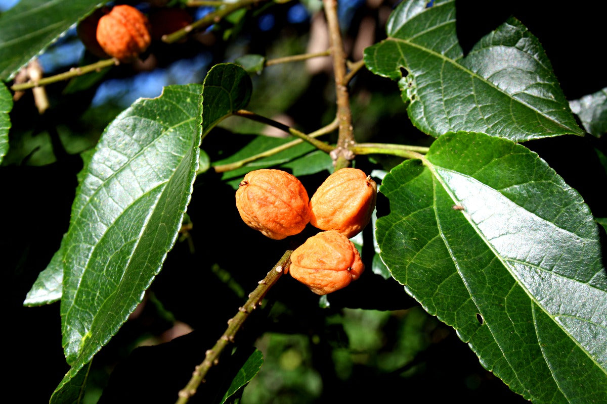 Skov Feber Bær - Croton sylvaticus