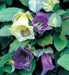 Klokkeranke - Cobaea scandens  Blue