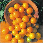 Czech's Excellent Yellow
