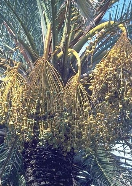 Dadel Palme - Phoenix Dactylifera
