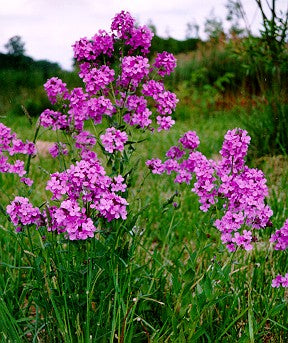 Duftende Natviol - Hesperis matronalis