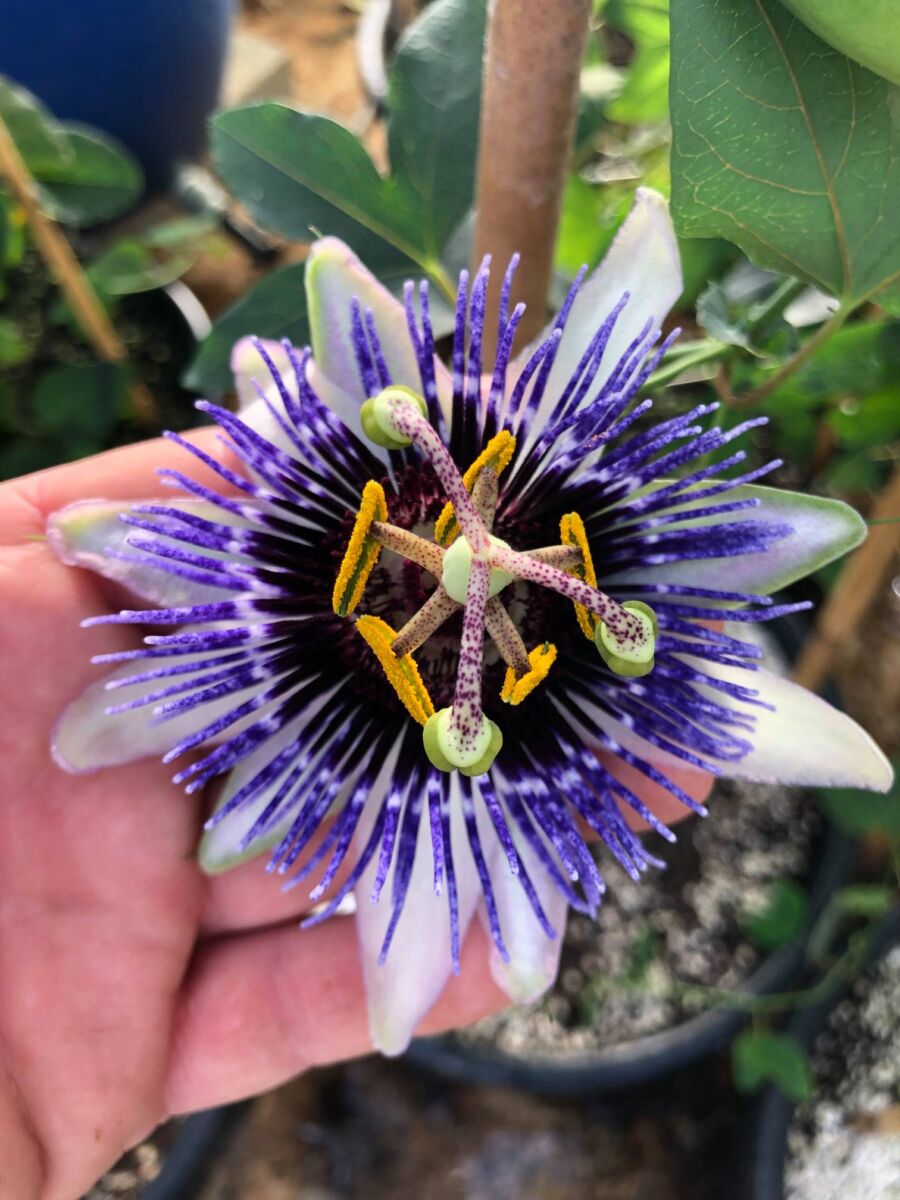 Passiflora 'Damsels Delight' - plante