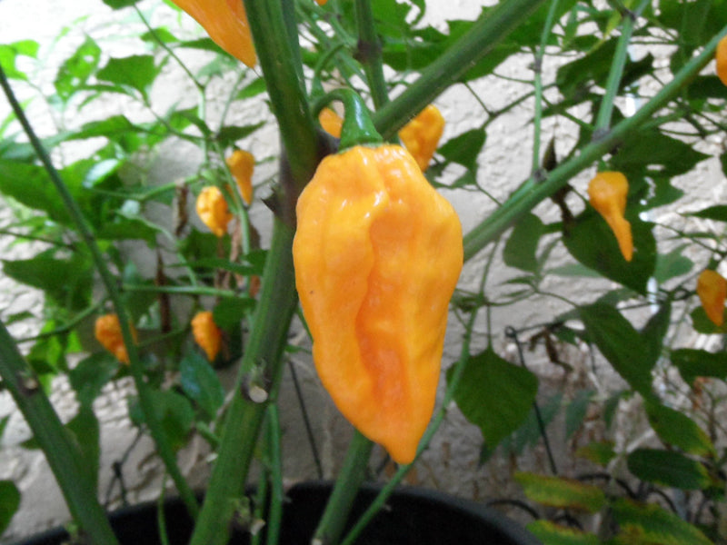 Devils Tongue Yellow – C. chinense