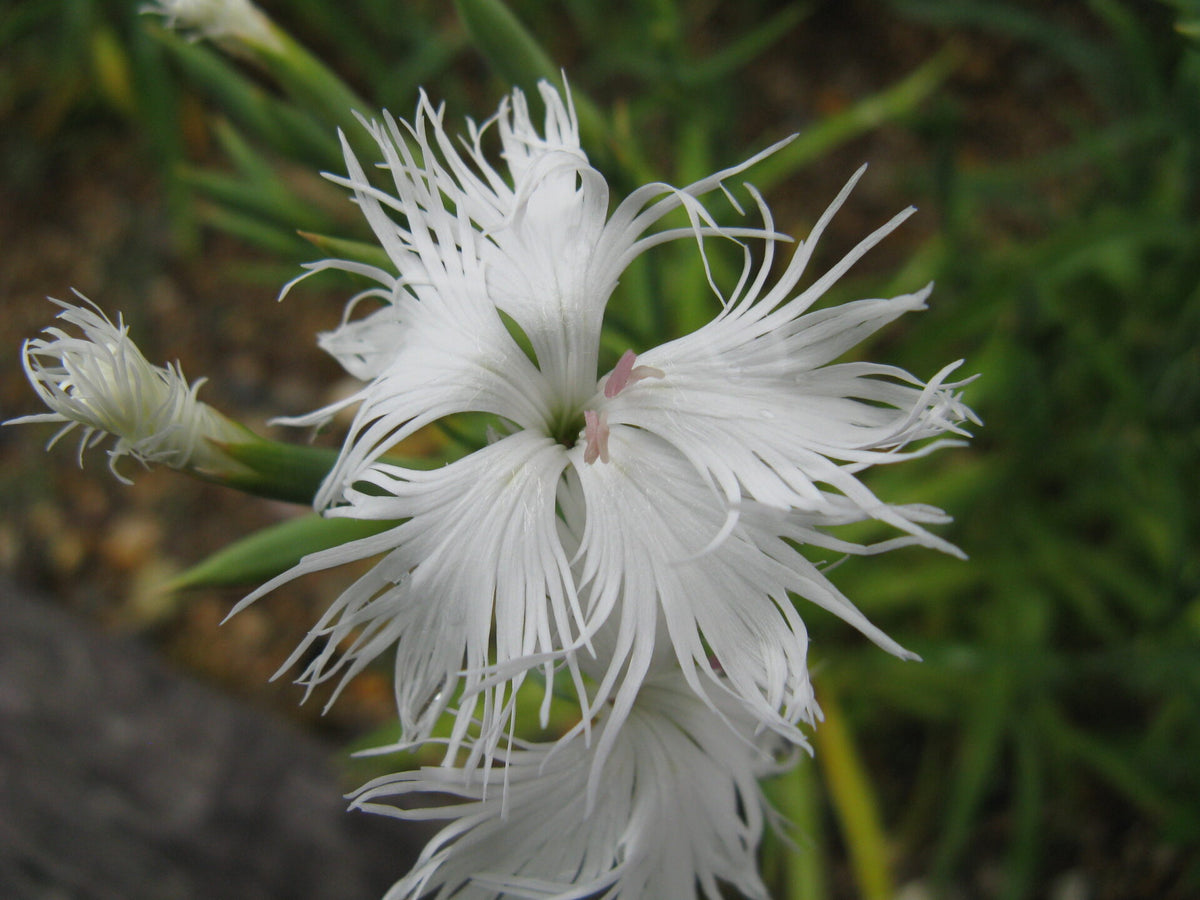 Strand Nellike Hvid - Dianthus Superbus