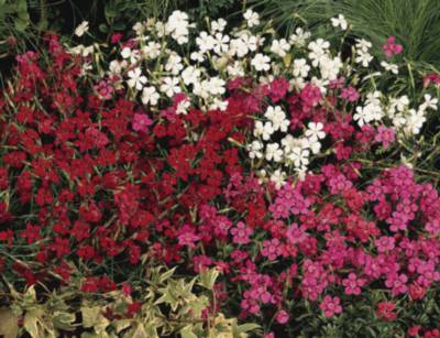 Bakkenellike -  Dianthus deltoides