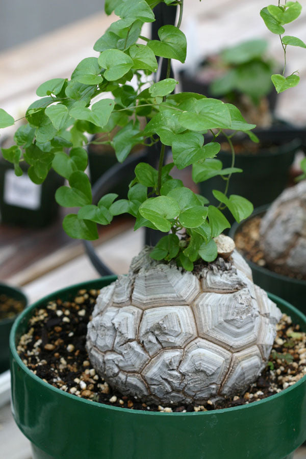 Elefantfod - Dioscorea elephantipes