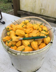 Dorset Naga Orange - Plante