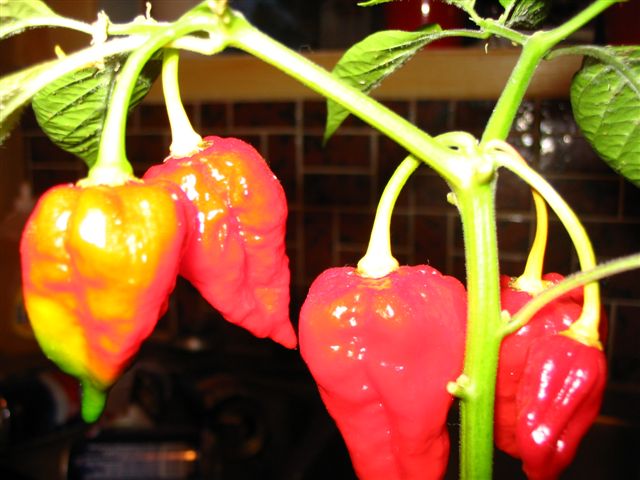 Naga Morich - Plante