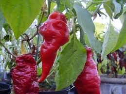 Monkeyface Red – C.annuum - Plante