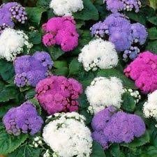 Ageratum houstonianum Mix