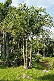 Madegascar Palme - Dypsis Madagascariensis