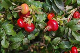Rynket Rose Pink - Rosa Rugosa Rubra