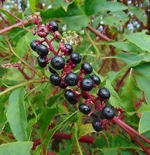 Amerikansk Kermesbær - Phytolacca americana