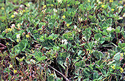 Jordkløver - Trifolium Subterraneum