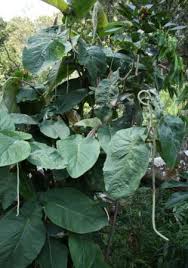 Piper obliquum