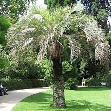 Palme - Butia yatai