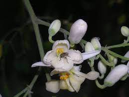Peberrodstræ - Moringa Oleifera