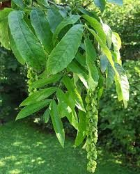 Kaukasisk Vingevalnød - Pterocarya fraxinifolia