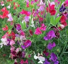 Ærteblomst - Lathyrus Odoratus - Heirloom Grandiflora Mix