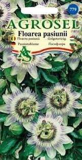 Passiflora coerulea