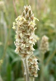 Hvide Loppefrø - Plantago ovata