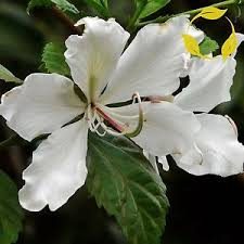 Orkidetræ - Hvid - Bauhinia acuminata
