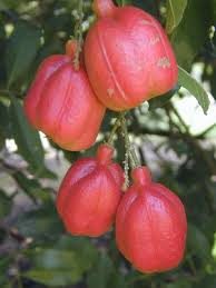 Ackee - Blighia sapida
