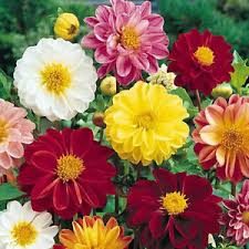 Dahlia - Unwins Dværg Mix