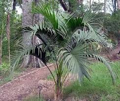 Palme - Howea Belmoreana