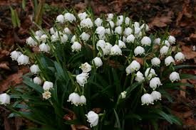 Dorothea Lilje - Leucojum vernum