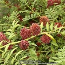 Russisk Lakridsrod - Glycyrrhiza echinata