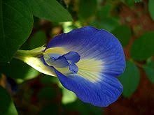 Sommerfugle Ært - Clitoria ternatea
