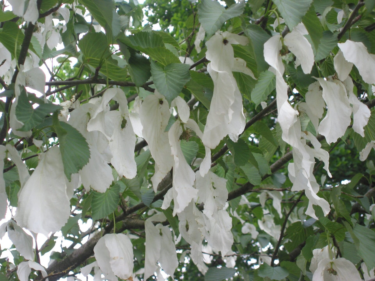 Duetræ - Davidia involucrata CO20 8-10