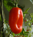 Aji Dulce x Bhut Jolokia - C. chinense
