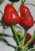 Dundicut – C. annuum