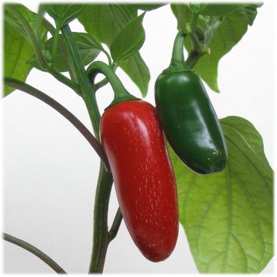 Jalapeno Numex Vaquero - Capsicum Annuum