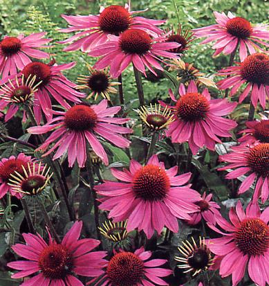 Rød Solhat - Echinacea