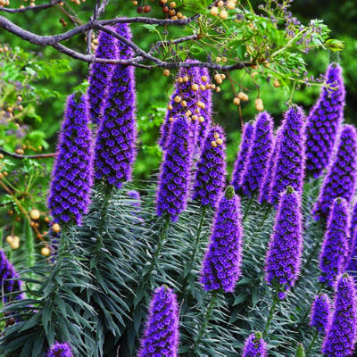 Madeiras Stolthed - Echium candicans