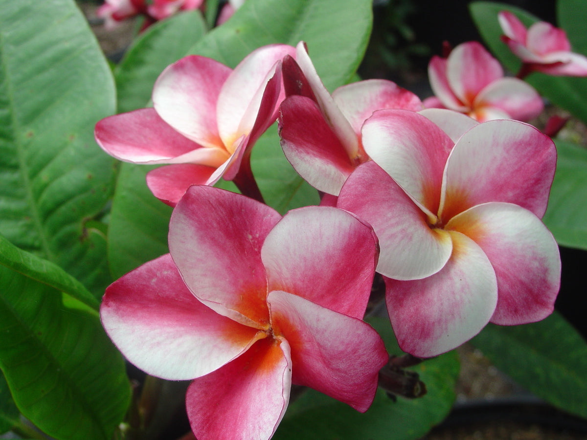 Plumeria - Elsie - PLANTE