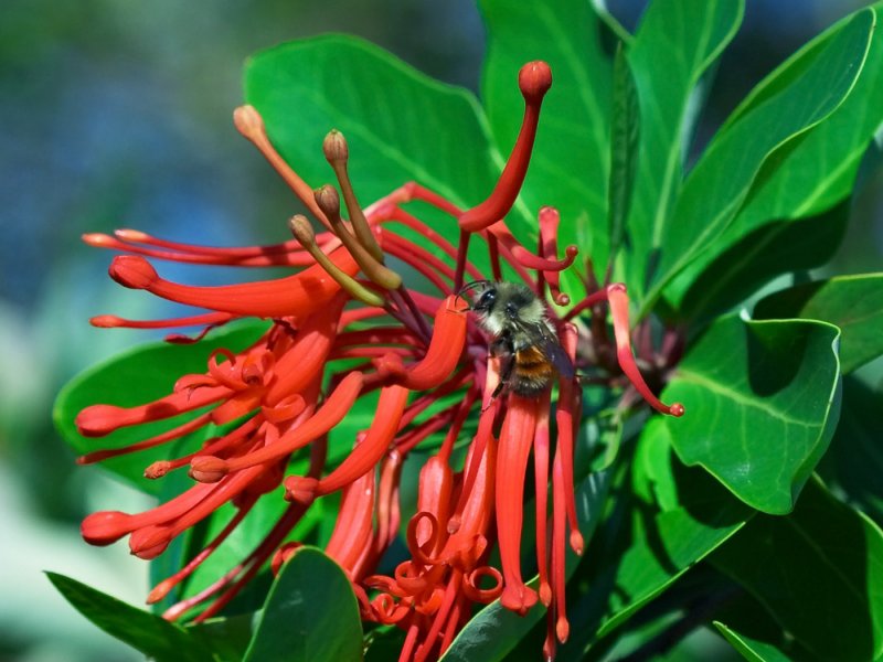 Chilensk ildbusk - Embothrium coccineum
