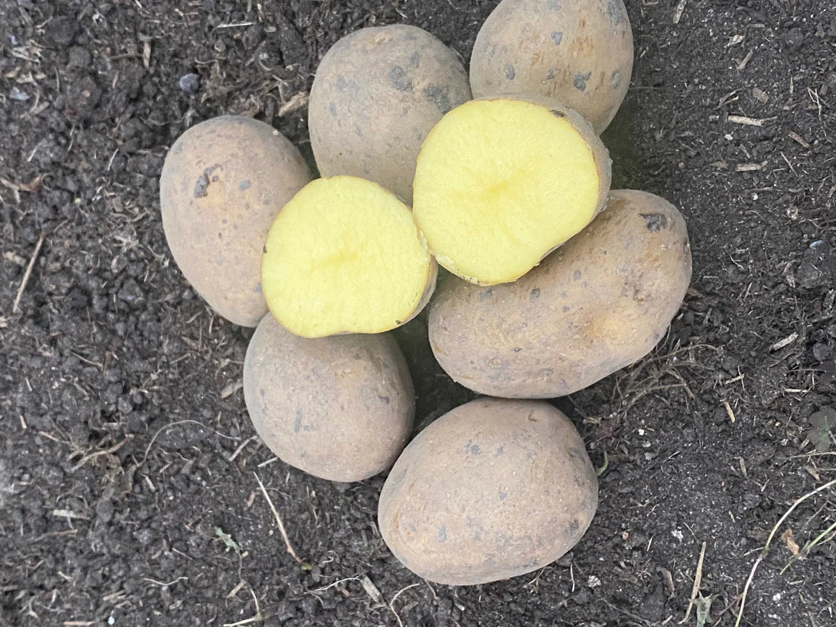 Læggekartoffel - Emiliana - bio 1,5 kg