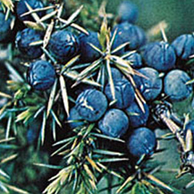 Almindelig Ene - Juniperus communis