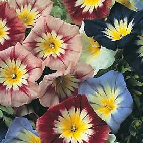 Jomfruskørt - Convolvulus Tricolor - Mix