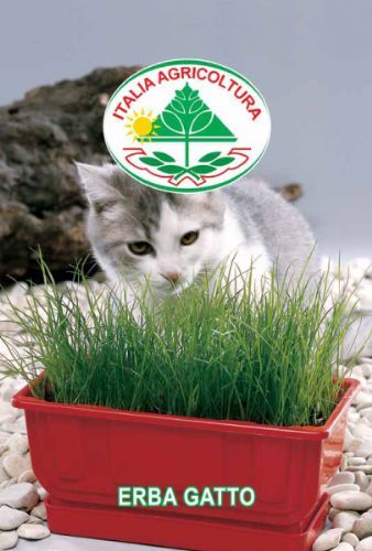Kattegræs - Erba Gatto
