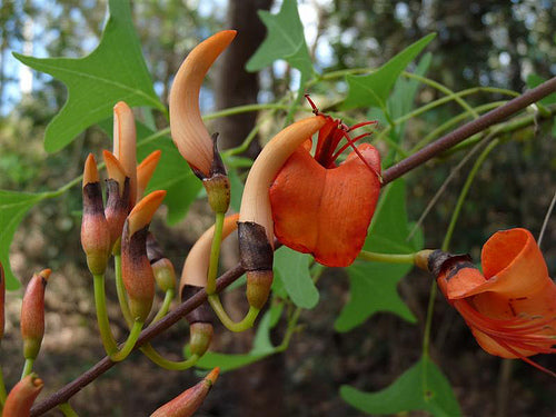 Flagermusbladet Coral træ - Erythrina vespertilio