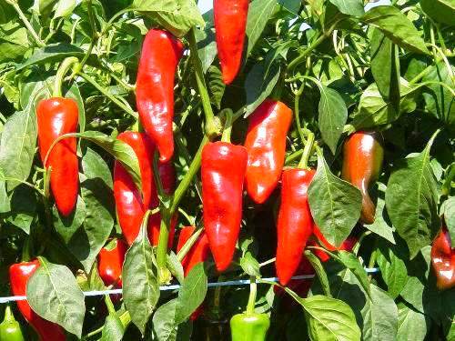 Espelette - C. annuum