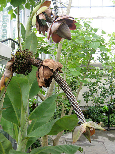 Thailandsk Banan - Ensete Superbum -SJÆLDEN