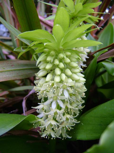 Ananas Lilje - Eucomis Bicolor Alba
