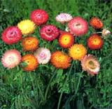 Evighedsblomst - Helichrysum Bracteatum